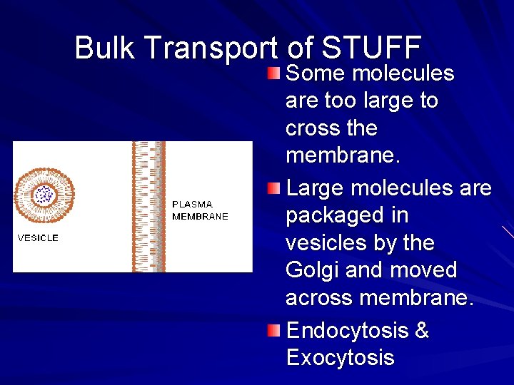 Bulk Transport of STUFF Some molecules are too large to cross the membrane. Large