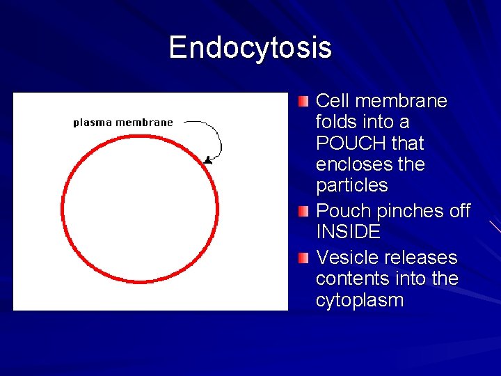 Endocytosis Cell membrane folds into a POUCH that encloses the particles Pouch pinches off