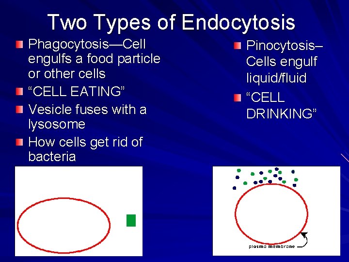 Two Types of Endocytosis Phagocytosis—Cell engulfs a food particle or other cells “CELL EATING”