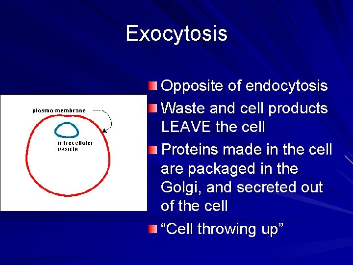 Exocytosis Opposite of endocytosis Waste and cell products LEAVE the cell Proteins made in