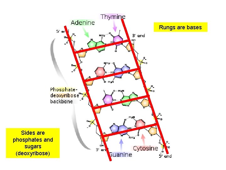 Rungs are bases Sides are phosphates and sugars (deoxyribose) 