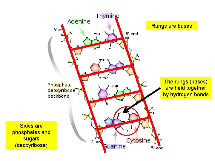 Rungs are bases The rungs (bases) are held together by hydrogen bonds Sides are