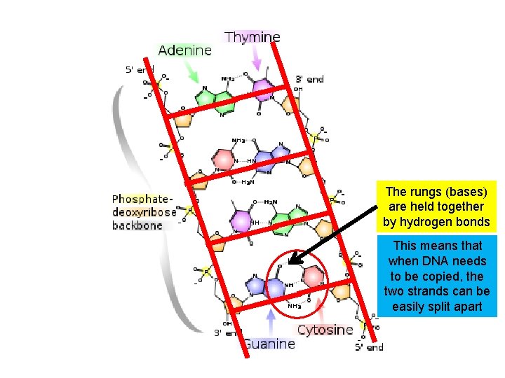 The rungs (bases) are held together by hydrogen bonds This means that when DNA