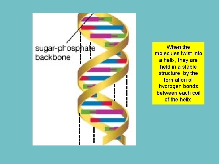 When the molecules twist into a helix, they are held in a stable structure,