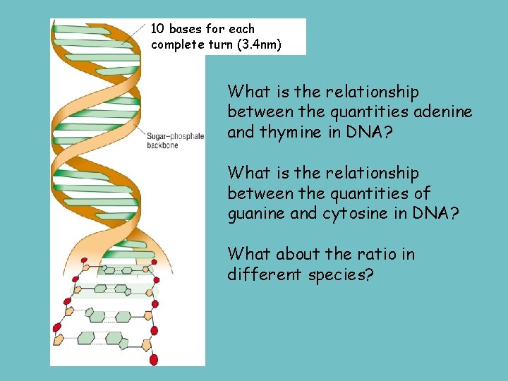 10 bases for each complete turn (3. 4 nm) What is the relationship between