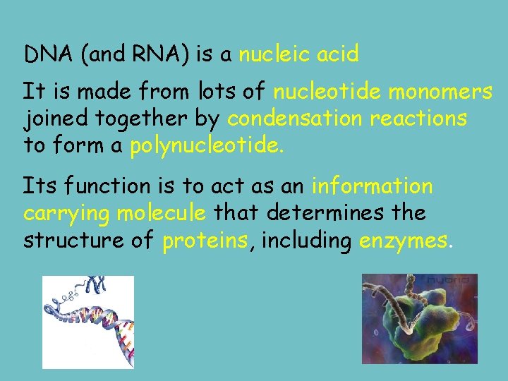 DNA (and RNA) is a nucleic acid It is made from lots of nucleotide