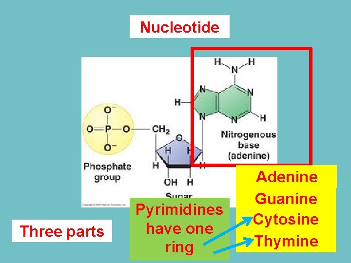 Nucleotide Three parts Pyrimidines have one ring Four Adenine types Guanine Cytosine Thymine 
