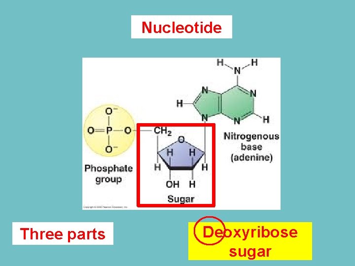 Nucleotide Three parts Deoxyribose sugar 