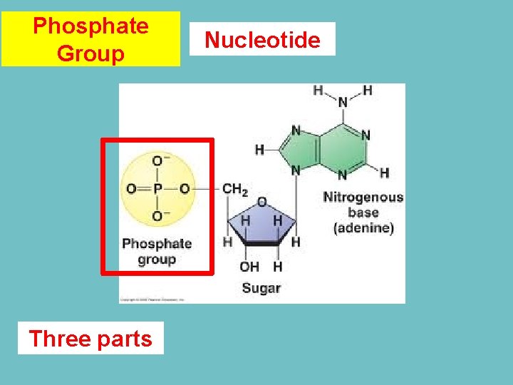 Phosphate Group Three parts Nucleotide 
