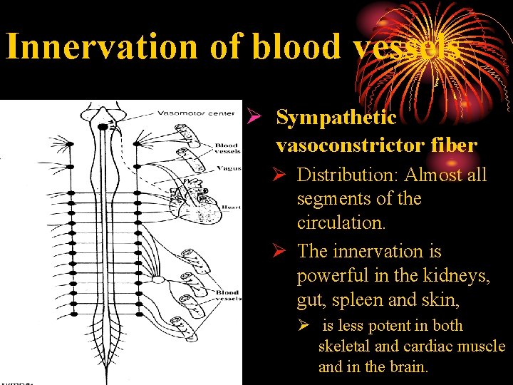 Innervation of blood vessels Ø Sympathetic vasoconstrictor fiber Ø Distribution: Almost all segments of