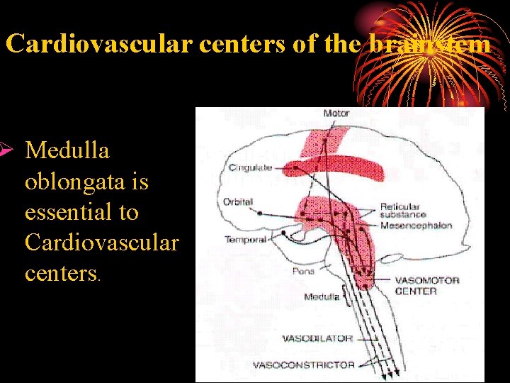 Cardiovascular centers of the brainstem Ø Medulla oblongata is essential to Cardiovascular centers. 