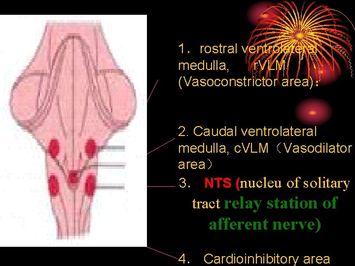 1．rostral ventrolateral medulla, r. VLM (Vasoconstrictor area)： 2. Caudal ventrolateral medulla, c. VLM（Vasodilator area）