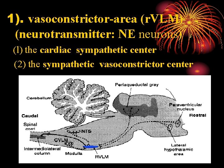 1). vasoconstrictor-area (r. VLM) (neurotransmitter: NE neurons) (l) the cardiac sympathetic center (2) the