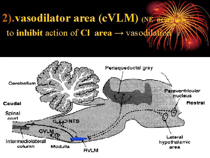 2). vasodilator area (c. VLM) (NE neurons) to inhibit action of Cl area →