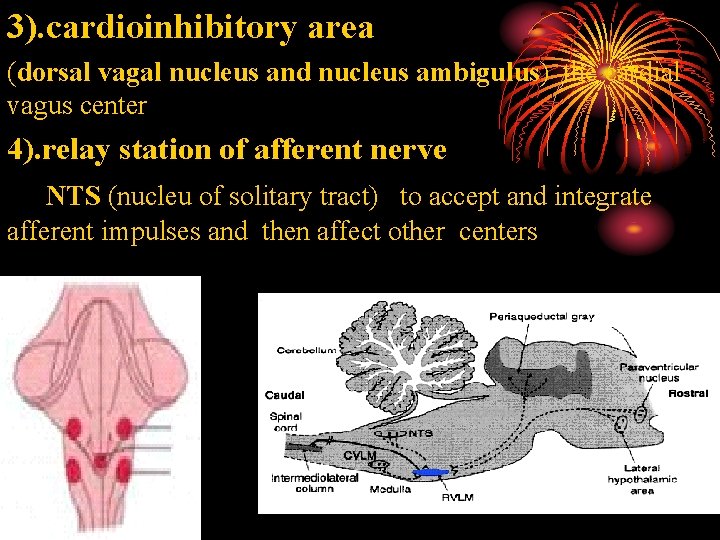 3). cardioinhibitory area (dorsal vagal nucleus and nucleus ambigulus) the cardial vagus center 4). 3). cardioinhibitory area (dorsal vagal nucleus and nucleus ambigulus) the cardial vagus center 4).