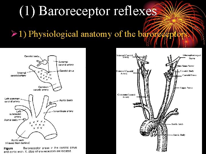 (1) Baroreceptor reflexes Ø 1) Physiological anatomy of the baroreceptors. 