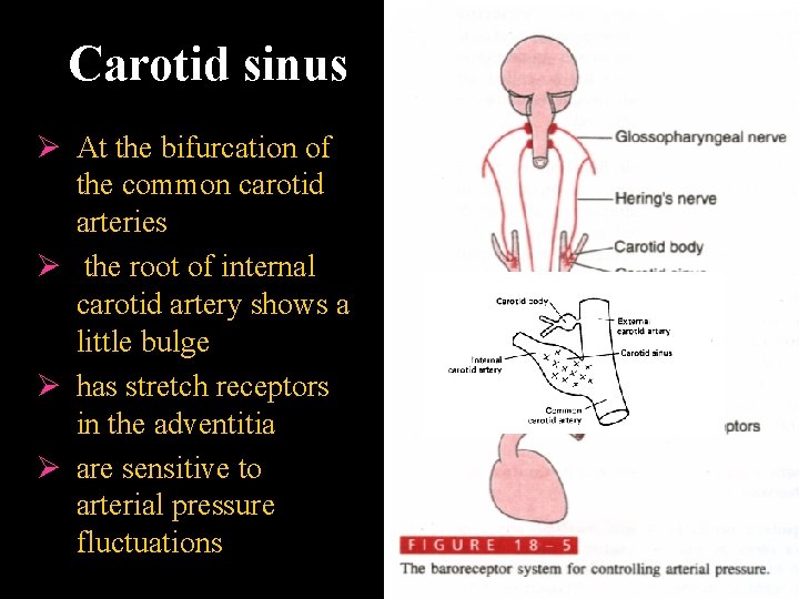 Carotid sinus Ø At the bifurcation of the common carotid arteries Ø the root