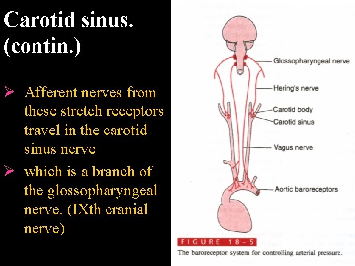 Carotid sinus. (contin. ) Ø Afferent nerves from these stretch receptors travel in the