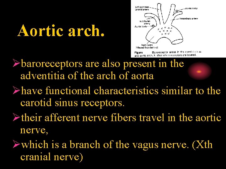 Aortic arch. Øbaroreceptors are also present in the adventitia of the arch of aorta