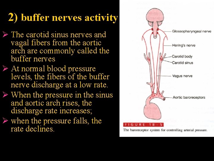 2) buffer nerves activity Ø The carotid sinus nerves and vagal fibers from the