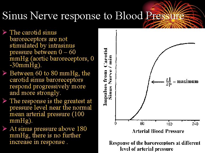 Sinus Nerve response to Blood Pressure Ø The carotid sinus baroreceptors are not stimulated