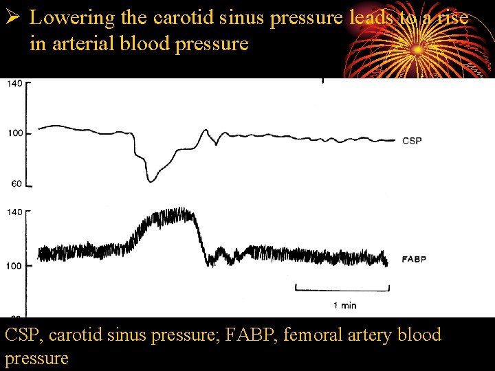 Ø Lowering the carotid sinus pressure leads to a rise in arterial blood pressure