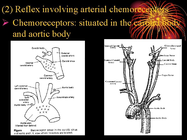 (2) Reflex involving arterial chemoreceptors Ø Chemoreceptors: situated in the carotid body and aortic