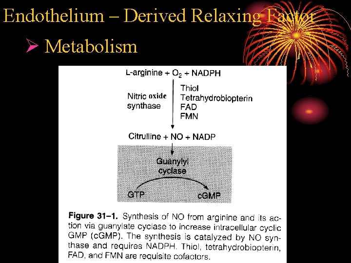 Endothelium – Derived Relaxing Factor Ø Metabolism 