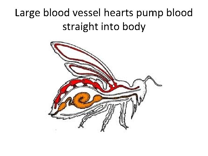 Large blood vessel hearts pump blood straight into body 
