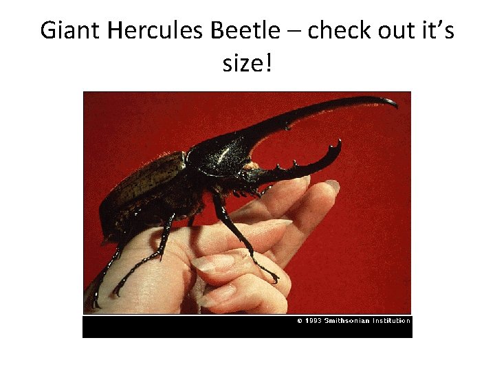 Giant Hercules Beetle – check out it’s size! 