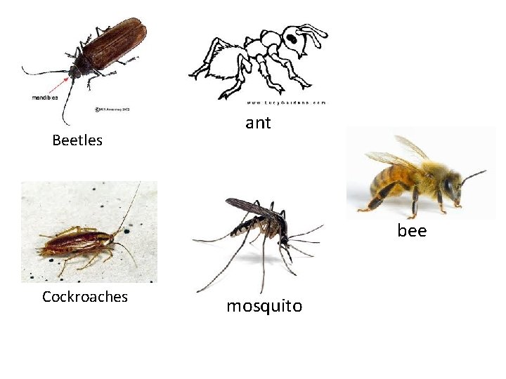 Beetles ant bee Cockroaches mosquito 