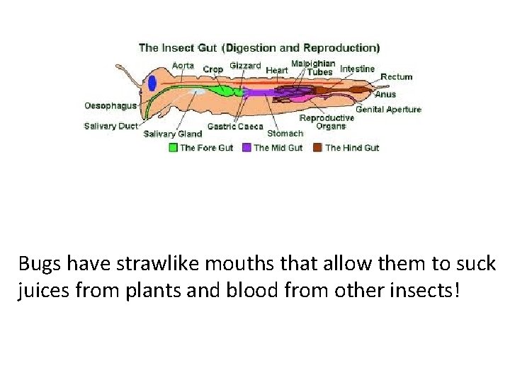 Bugs have strawlike mouths that allow them to suck juices from plants and blood