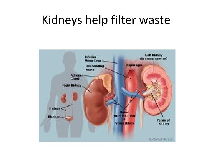 Kidneys help filter waste 