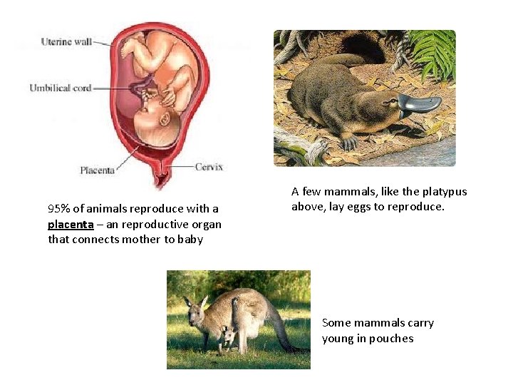 95% of animals reproduce with a placenta – an reproductive organ that connects mother