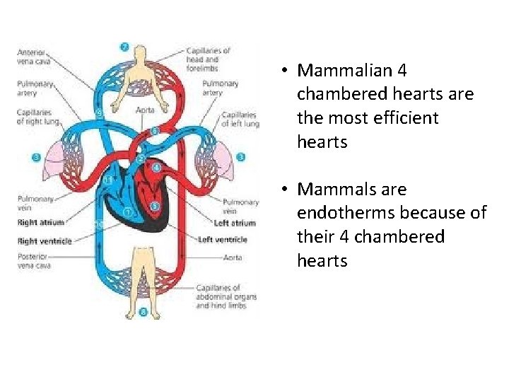 • Mammalian 4 chambered hearts are the most efficient hearts • Mammals are