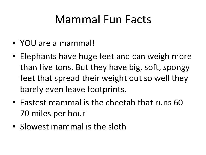 Mammal Fun Facts • YOU are a mammal! • Elephants have huge feet and