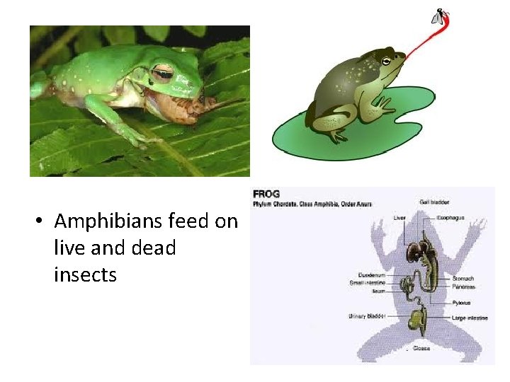  • Amphibians feed on live and dead insects 