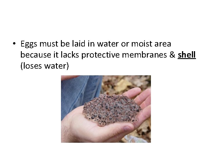  • Eggs must be laid in water or moist area because it lacks