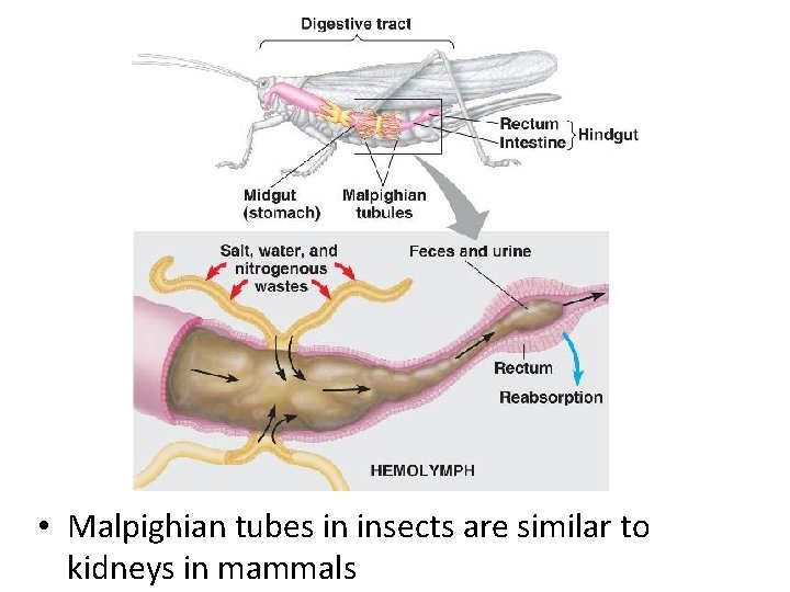  • Malpighian tubes in insects are similar to kidneys in mammals 