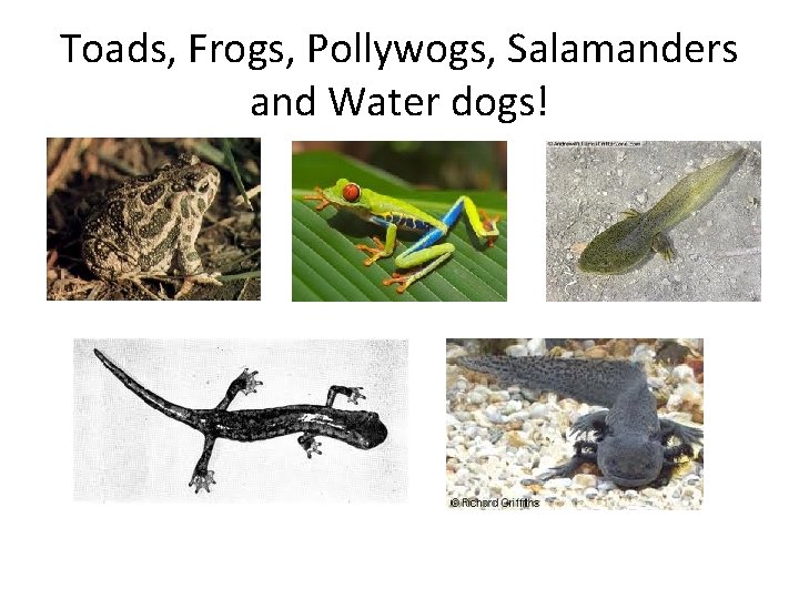 Toads, Frogs, Pollywogs, Salamanders and Water dogs! 