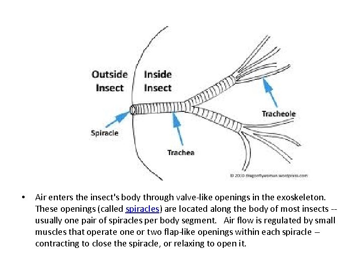  • Air enters the insect's body through valve-like openings in the exoskeleton. These