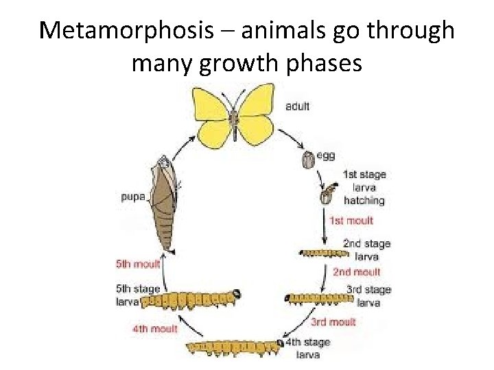 Metamorphosis – animals go through many growth phases 