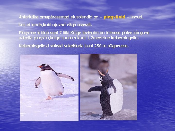 Antarktika omapärasemad elusolendid on – pingviinid – linnud, kes ei lenda, kuid ujuvad väga