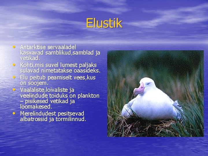 Elustik • Antarktise servaaladel • • kasvavad samblikud, samblad ja vetikad. Kohti, mis suvel