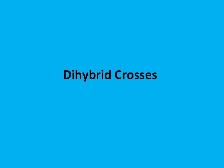 Dihybrid Crosses 