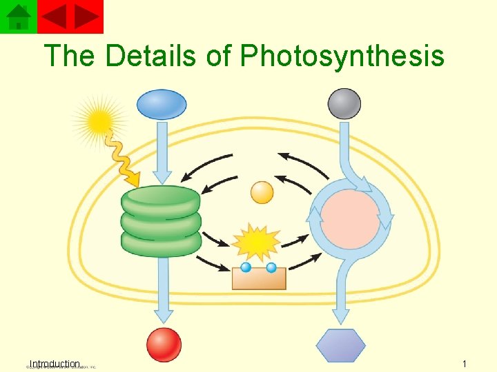 The Details of Photosynthesis Introduction 1 