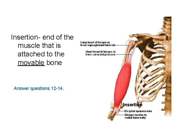 Insertion- end of the muscle that is attached to the movable bone Answer questions