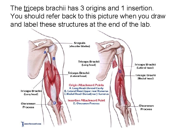 The triceps brachii has 3 origins and 1 insertion. You should refer back to