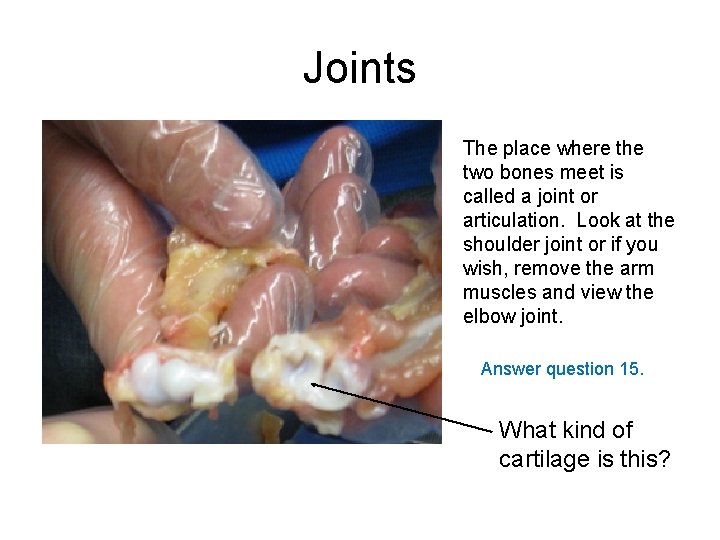Joints The place where the two bones meet is called a joint or articulation.