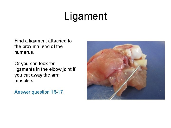 Ligament Find a ligament attached to the proximal end of the humerus. Or you